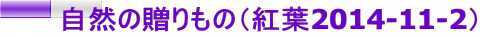 自然の贈りもの(紅葉2014-11-2)
