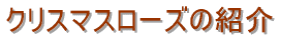 クリスマスローズの紹介